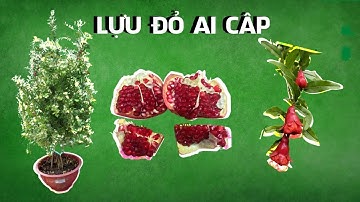LỰU ĐỎ AI CẬP "đơm hoa kết trái" về ngày 26.02.2021