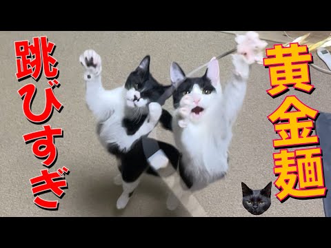 ちび猫※プロフ全文必読※ ちび猫※プロフ全文必読※様専用ページ - メルカリ