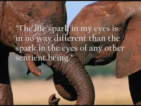 Inspirational Quotes And Wildlife Pictures Youtube