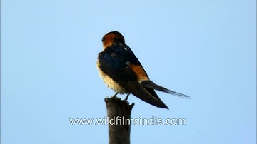 Red-rumped Swallow sunbathing and preening on a tree
