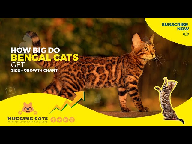 The Truth About Bengal Cat Size : What Size Do Bengal Cats Grow To? class=