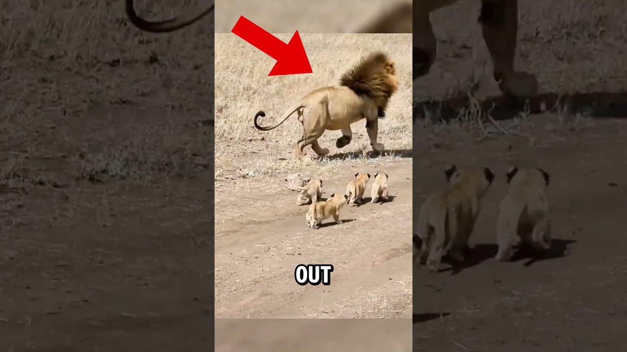 Adorable First Encounter Lion Cubs Meet Their Dad 
