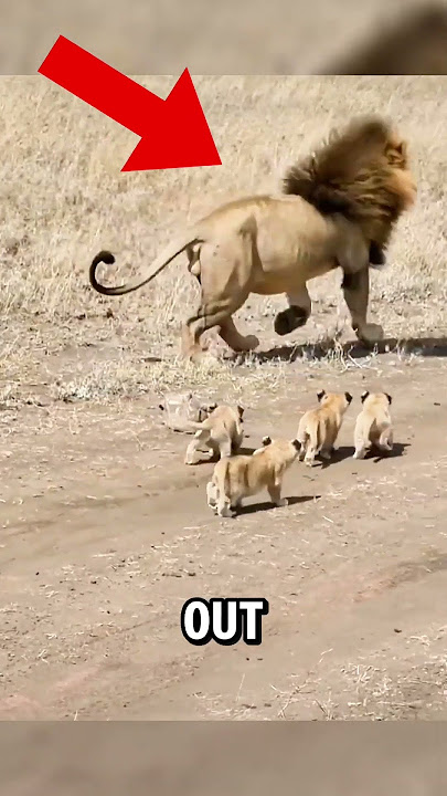 Adorable First Encounter: Lion Cubs Meet Their Dad! 🦁❤️