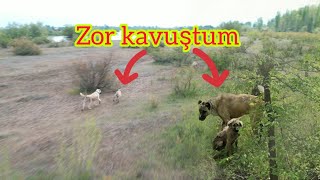 BARUT VE ZALIM KÖPEKLERİ SIKIŞTIRDI ~ AYIRMAK İÇİN KOŞTUM KÖPEKLER ÇİL YAVRUSU GİBİ YOK OLDULAR