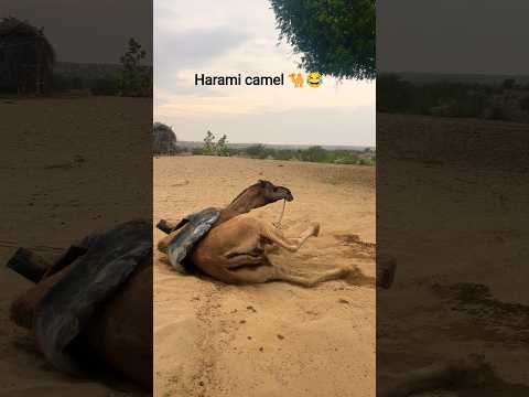 ف ص يل ص غ ير ي م ر ح ب ي ن الك ث ب ان