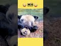 282 || Rasam😂#shortsfeed #animaldub #animallovr #panda #@MasterofHumorMH
