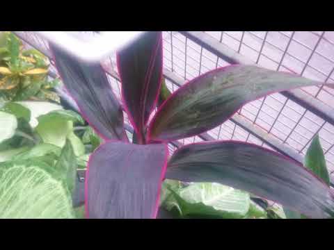 Video: Dracaena Sandër