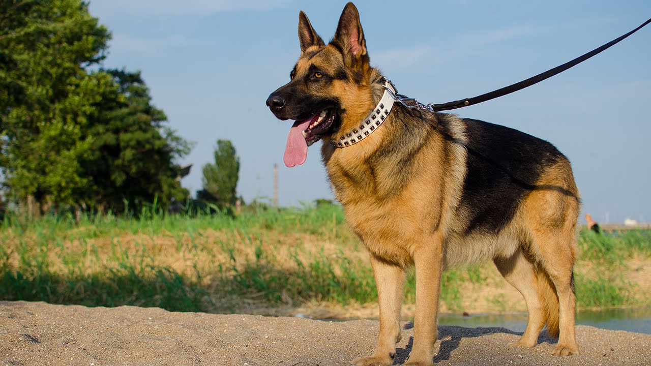 White Studded Leather Dog Collar 