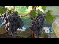 Окрашивание винограда в теплице