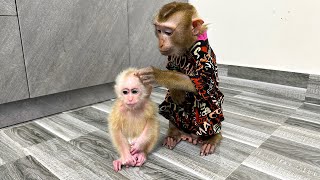 Monkey Kaka and Diem welcome new members of the family