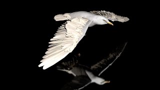 Seagull