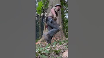 Het omhakken van een enorme cederboom || ViralHog