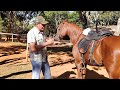 CAVALO ÁRABE PHILIPPE PARTIU PRA CIMA DE OUTRO CAVALO COMIGO EM CIMA