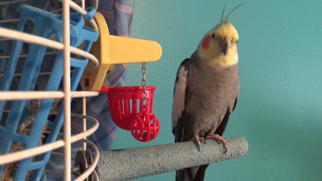 Daily Cockatiel Care! YouTube