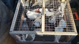 #Pigeons.Принудительная побежка молодых.