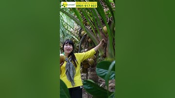 Dừa Xiêm Đỏ Mã Lai CÓ SAI TRÁI NHƯ LỜI ĐỒN #caygiongchatluong #welofarm