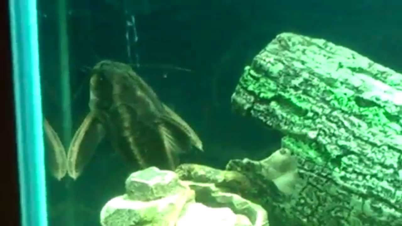 Large Striped Rafael Talking Catfish In Action YouTube