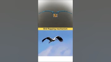 Bird Flapping Mechanism #machine #tech #technology #engine #engineering #gear #shorts
