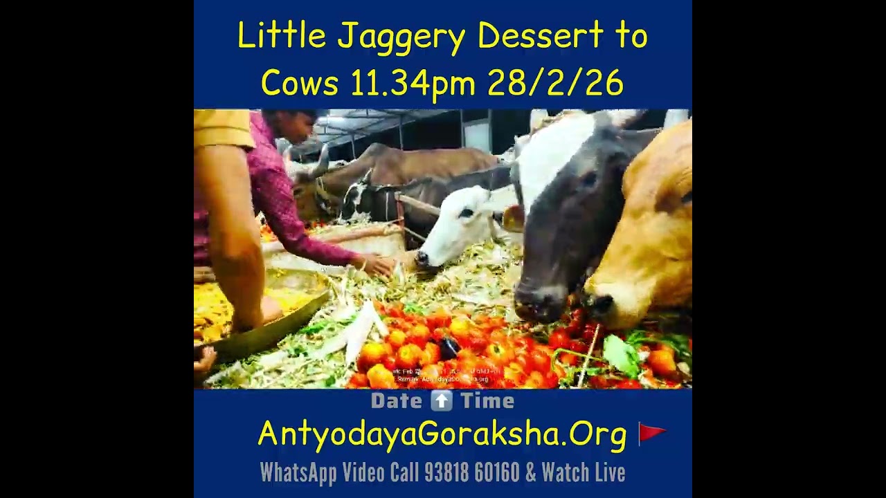 [28 Feb 2026] Gomatas Enjoy Gud