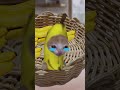 The Story of Banana Cat😹🍌#29｜Bad Day🍌😭