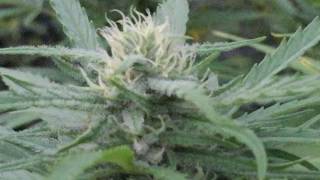 Outdoor Cannabis Garden In Maine