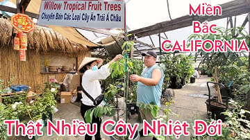 Thật Nhiều Cây Nhiệt Đới Ở  Willow Fruit Tree chuyên bán các loại cây ăn trái Á Châu Miền Bắc Cali