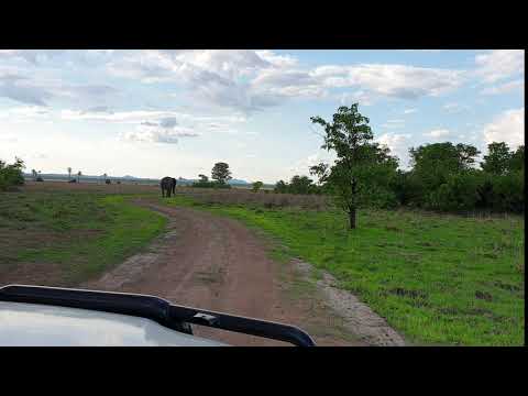 Elefant Liwonde Plains 2019 12 01 15 26 18