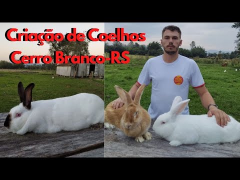 Vídeo: Coelho Creme d'Argent
