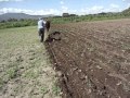 arado tirado por caballo