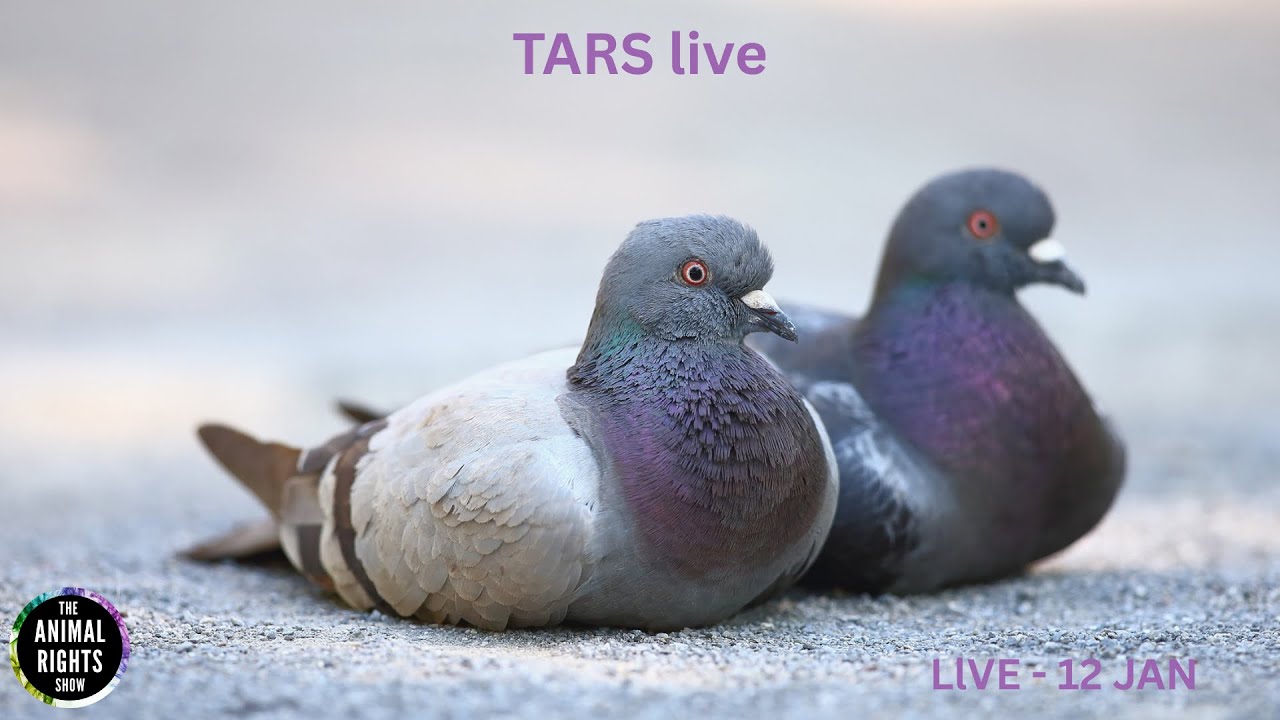 TARS LIVE