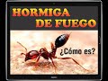 524 Hormiga de Fuego, ¿cómo es?