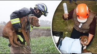 Dogs Trapped in Giant Mexico Sinkhole Rescued After Four Days by Tiny Cuisine 777 views 2 years ago 3 minutes, 53 seconds