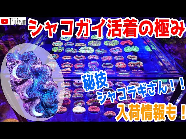 sddefault.jpg?v=5f533f66