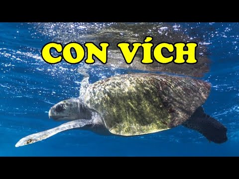 Video: Thú cưng: Rùa Loggerhead có hàm in 3D, Bruce toàn năng sẵn sàng cho ngôi nhà mới