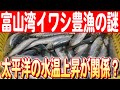 【ここ5年続く4000トン超え】富山湾のマイワシ豊漁に太平洋が関係？専門家が進める研究　日本財団 海と日本PROJECT in 富山 2024 #35
