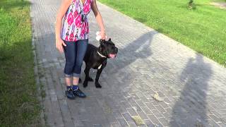 Дрессировка щенка кане корсо http://dogclass.ru/ Дрессировка щенка кане корсо http://dogclass.ru/