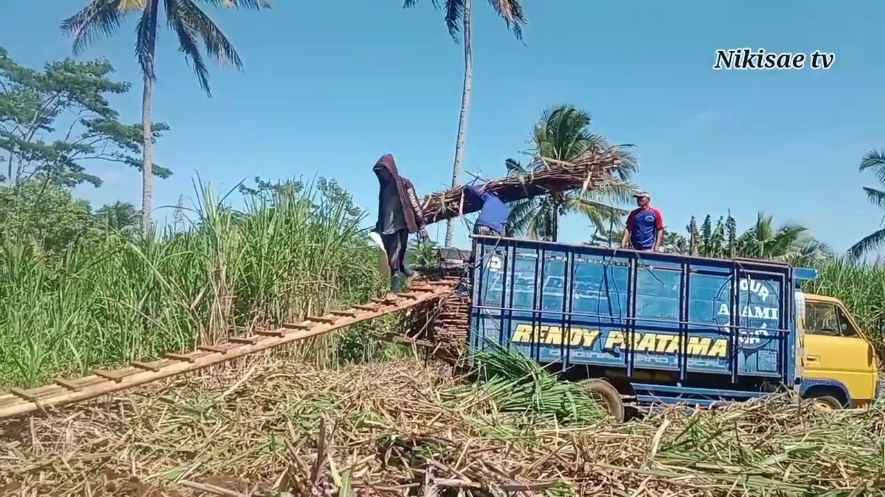 tebang tebu edisi 17.kolongane super jumbo lurr