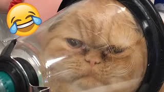 The Best Funny Pet and Animal Videos of 2024