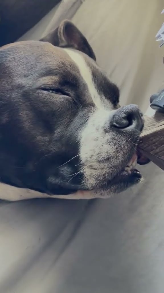 Dog Sleeps With Nose Pressed Against Night Stand || ViralHog
