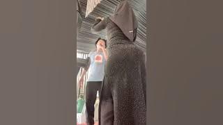 Beautiful singer hijaber latest style hijab is getting more and more in front