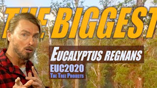 EUC2020 - The Biggest