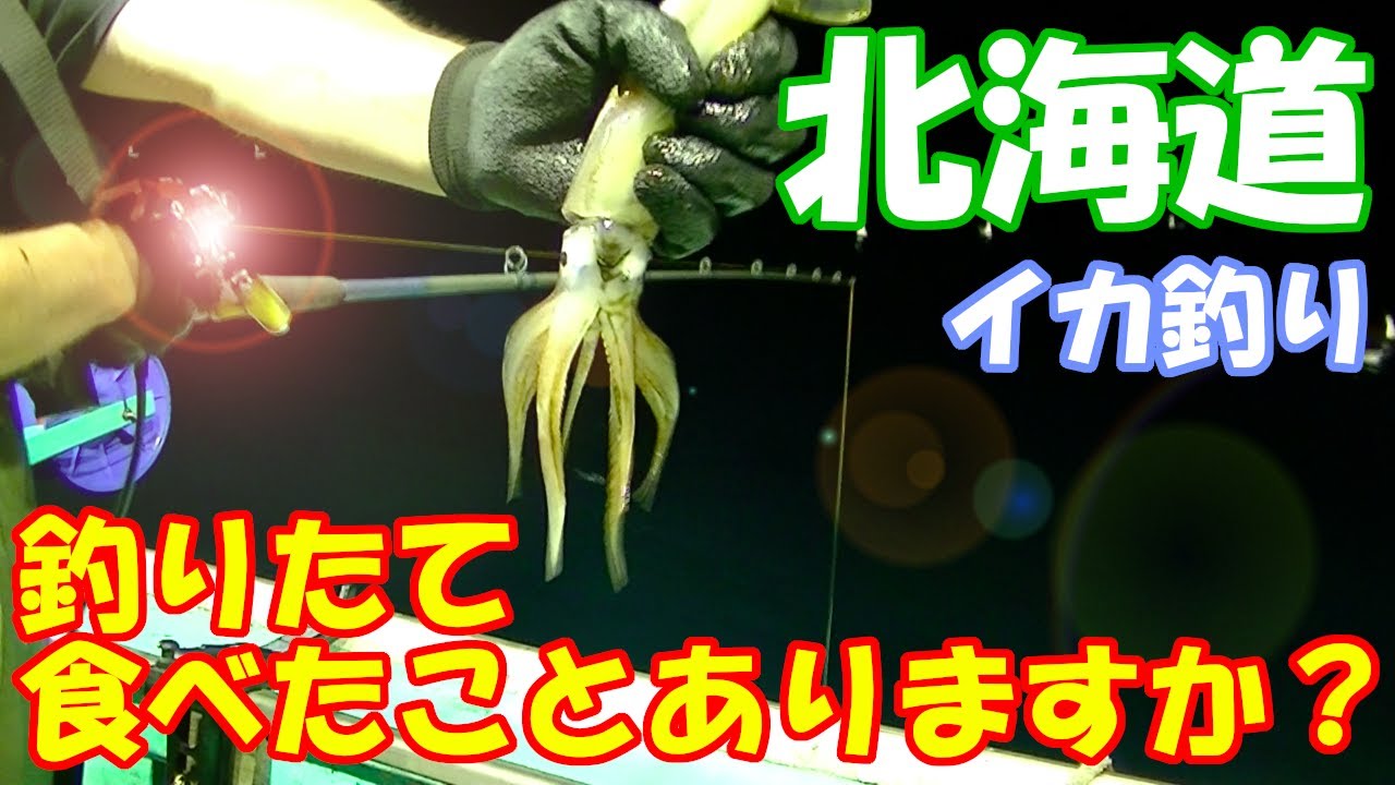 北海道は積丹の海でイカの踊り食い イカ釣り爆釣編 北海道 積丹 イカ釣り 釣り Hokkaido Shakotan Squid Fishing Youtube