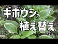 夏の日差しで葉焼けしていたギボウシを植え替え(2月)