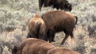 Baby Bison in Spring by nwwmark 41,641 views 13 years ago 4 minutes, 48 seconds