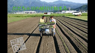 だだちゃ豆の植付け始まる