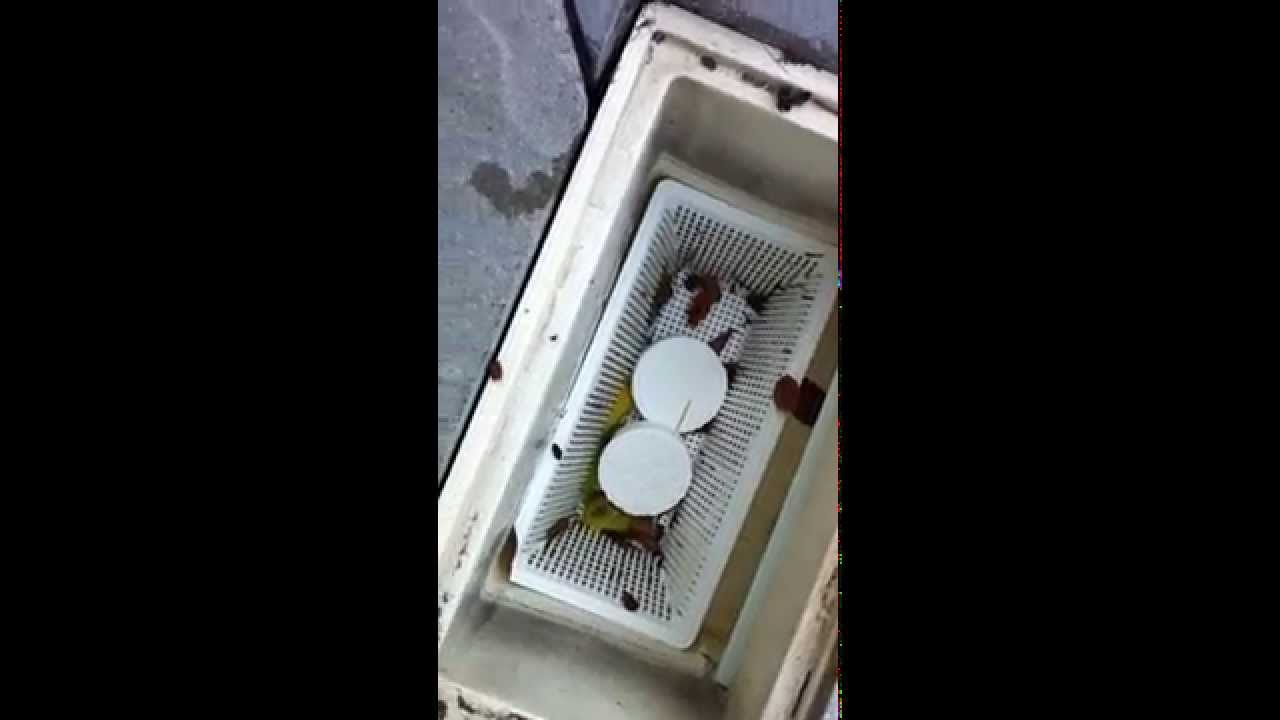 Chlorine Pucks In Pool Skimmer Basket (volume warning LOUD) YouTube