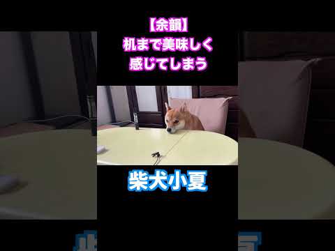 【余韻】机まで美味しく感じてしまう柴犬小夏 #shiba #神戸 #柴犬 #癒し