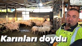 Aç kalan koyunlarımızı nasıl besliyoruz