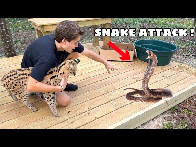 Snake Attack: fun games