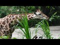 4K Virtual Tour - Lihat Berbagai macam Binatang Secara Dekat Di Kebun Binatang Bandung